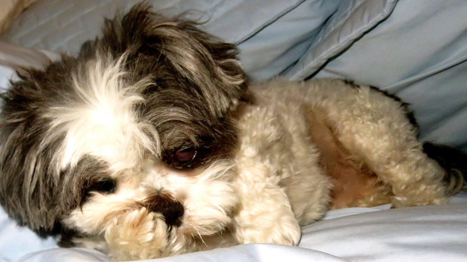rapid-eye-movement-in-dogs-dog-choices