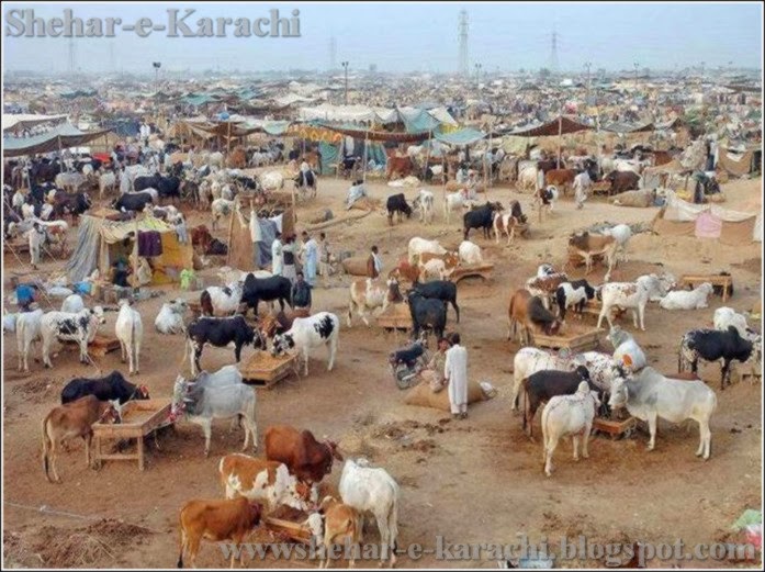 Cow Mandi 2014 Karachi Pakistan  Shehar-e-Karachi: Urdu 