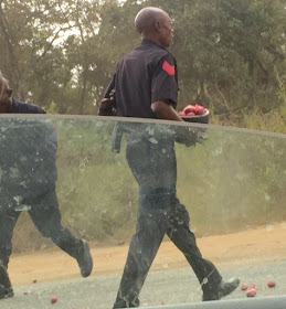Photos: Nigerian policemen fill their helmets with onions from moving truck