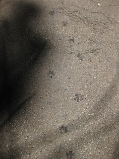 Wet mountain lion paw prints (unconfirmed), Skyland Road, Los Gatos, California