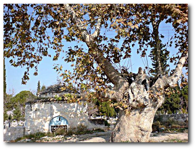 Sarayköy Özlemi - Nostalji: SARAYKÖY ( DENİZLİ ) MEZARLIĞI VE BİR ULU ÇINAR