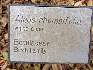 White alder, Alnus rhombifolia, Birth Family (Betulaceae), Rancho Santa Ana Botanic Garden