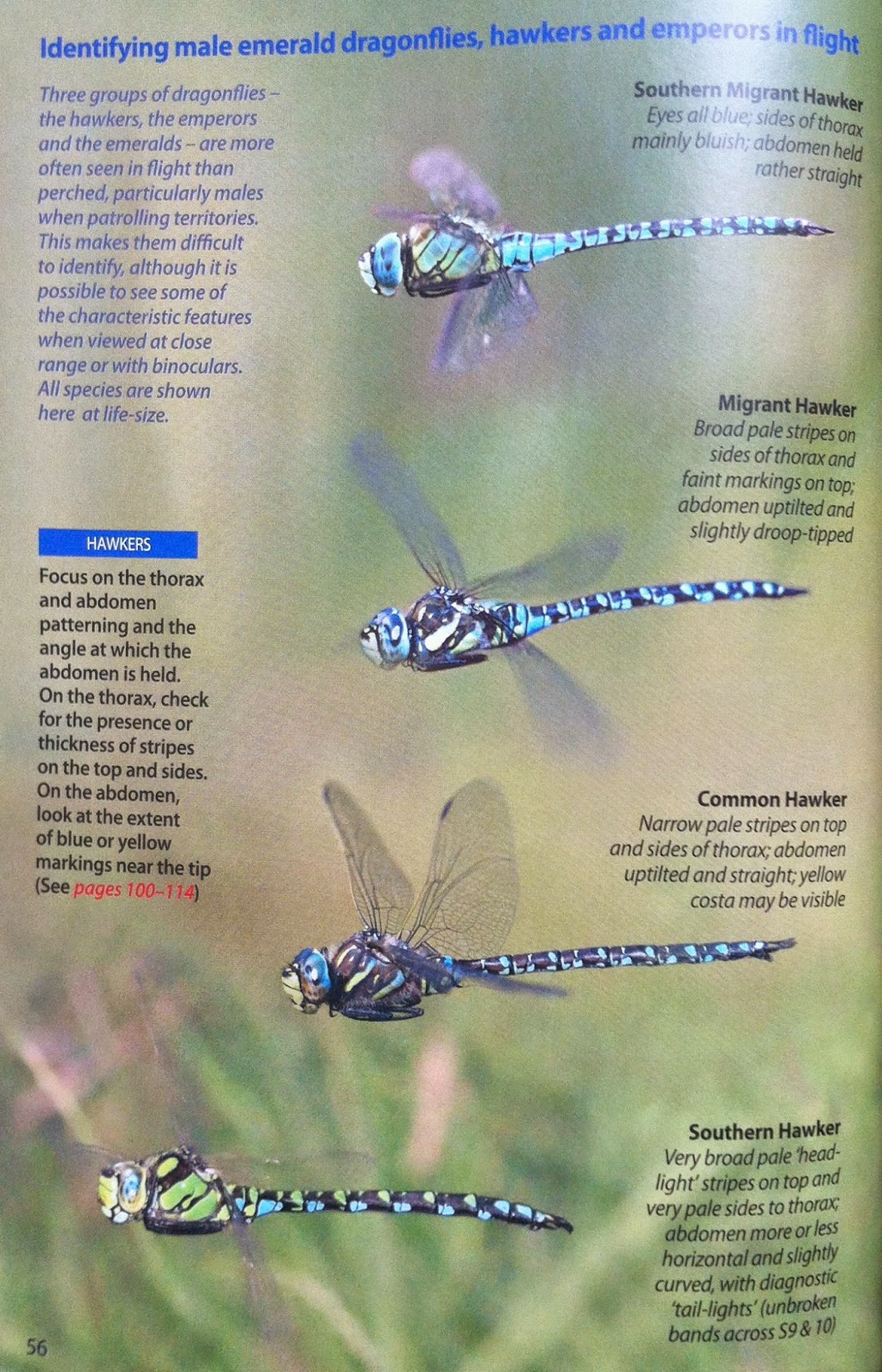 Arcticory Britain S Dragonflies In An Another Attempt To Help The Reader Identify What They Re Looking At Authors Include This Type Guide Match You Seeing General
