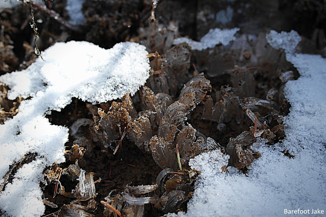 Needle ice