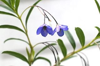 オーストラリアンブルーベル