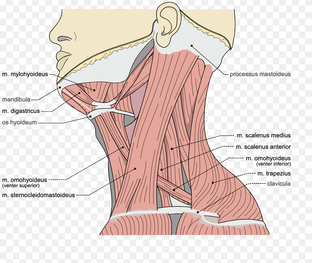 Cephalic vein - Wikipedia