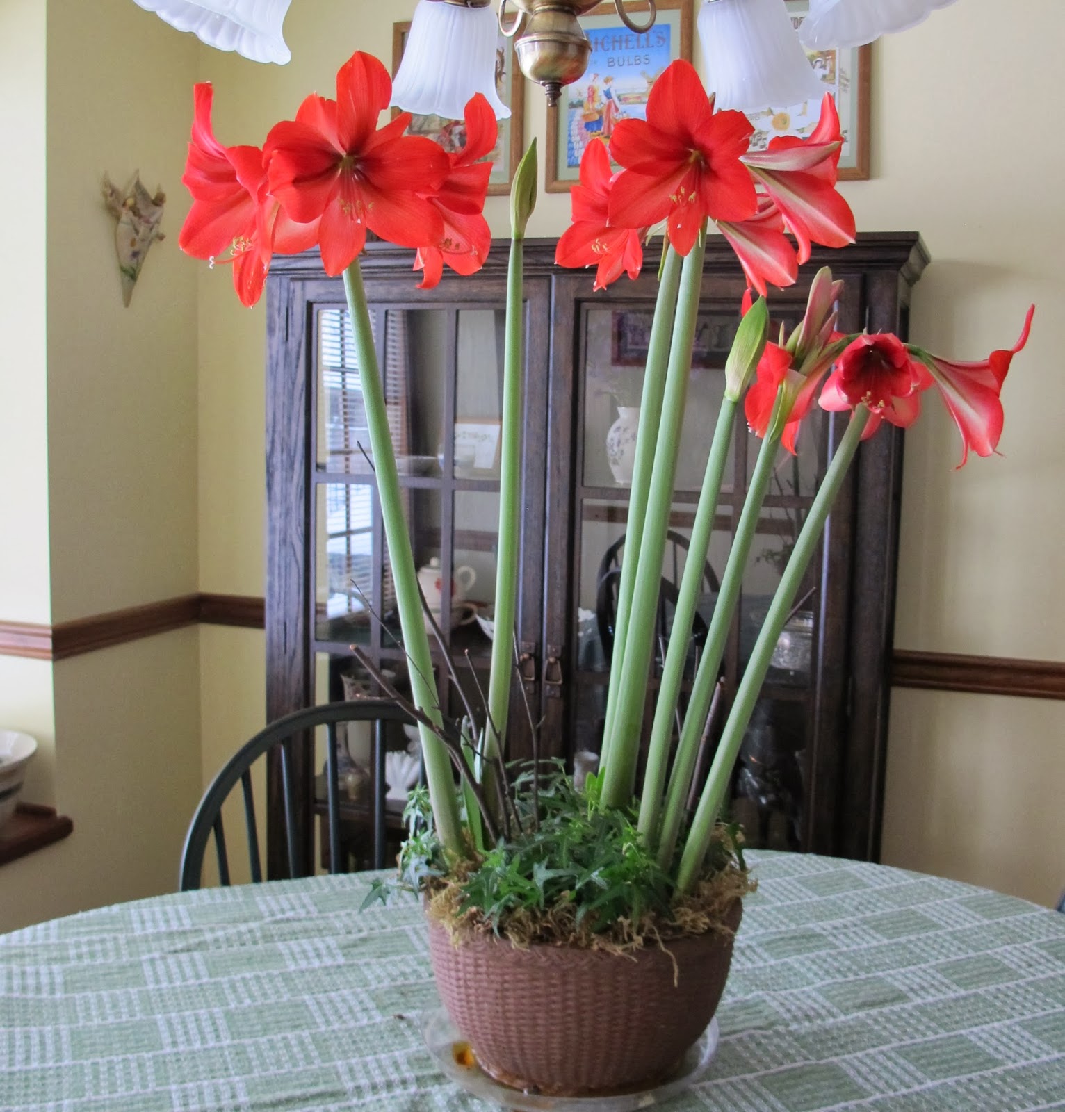 Amaryllis From Pinterest to Potted