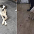 Cachorro é espancado e morto em supermercado e gera revolta; entenda
