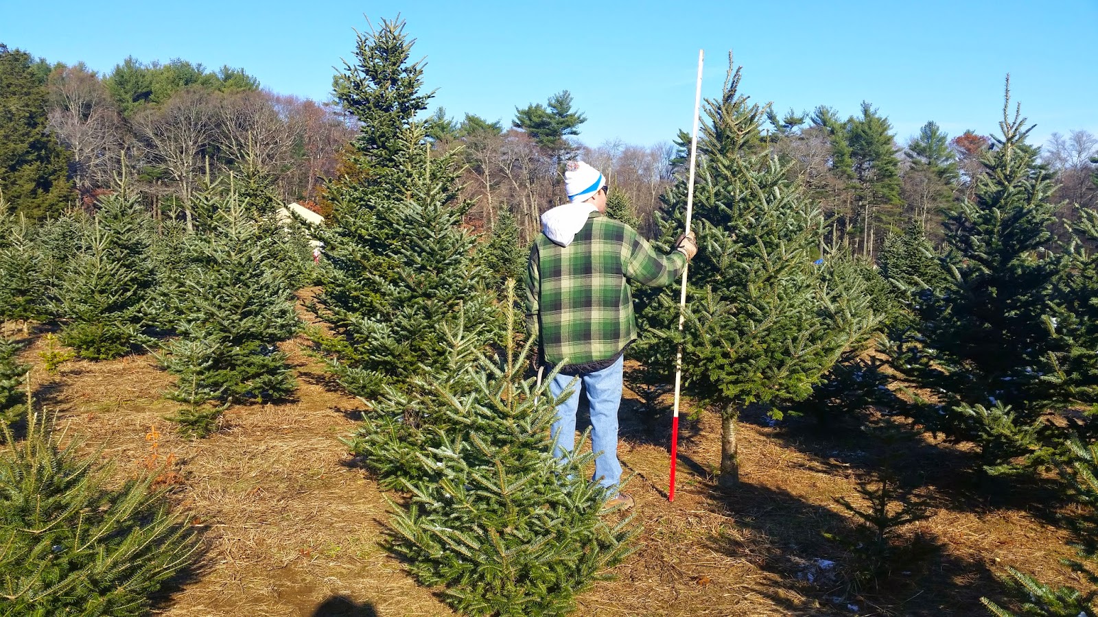 Holiday Bucket List Cut Down Your Own Christmas Tree