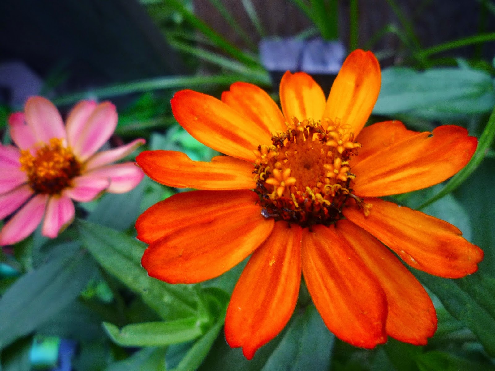 Vermont backyard flowers Aug 2014 Litter with a Story To Tell