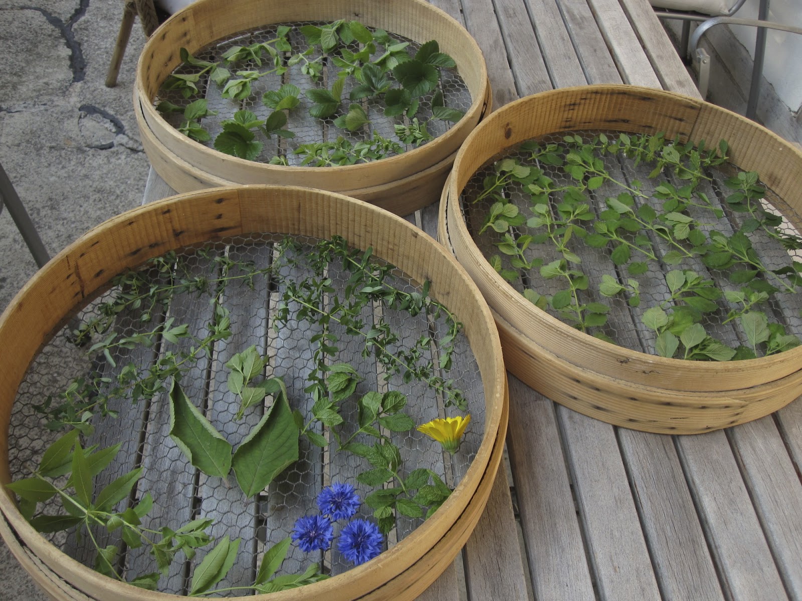 Oele Garten: Kräuter trocknen