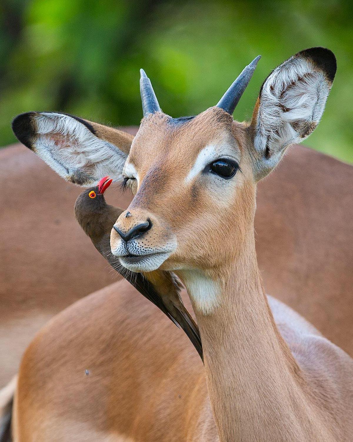 Human-Like Micro-Expressions Of Endangered Animals Across The World (Interview) Human-Like Micro-Expressions Of Endangered Animals Across The World (Interview)