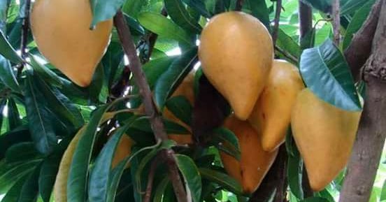 Cara Menanam &amp; Gambar Pohon Buah Jigong / Sawo Belanda / Alkesah