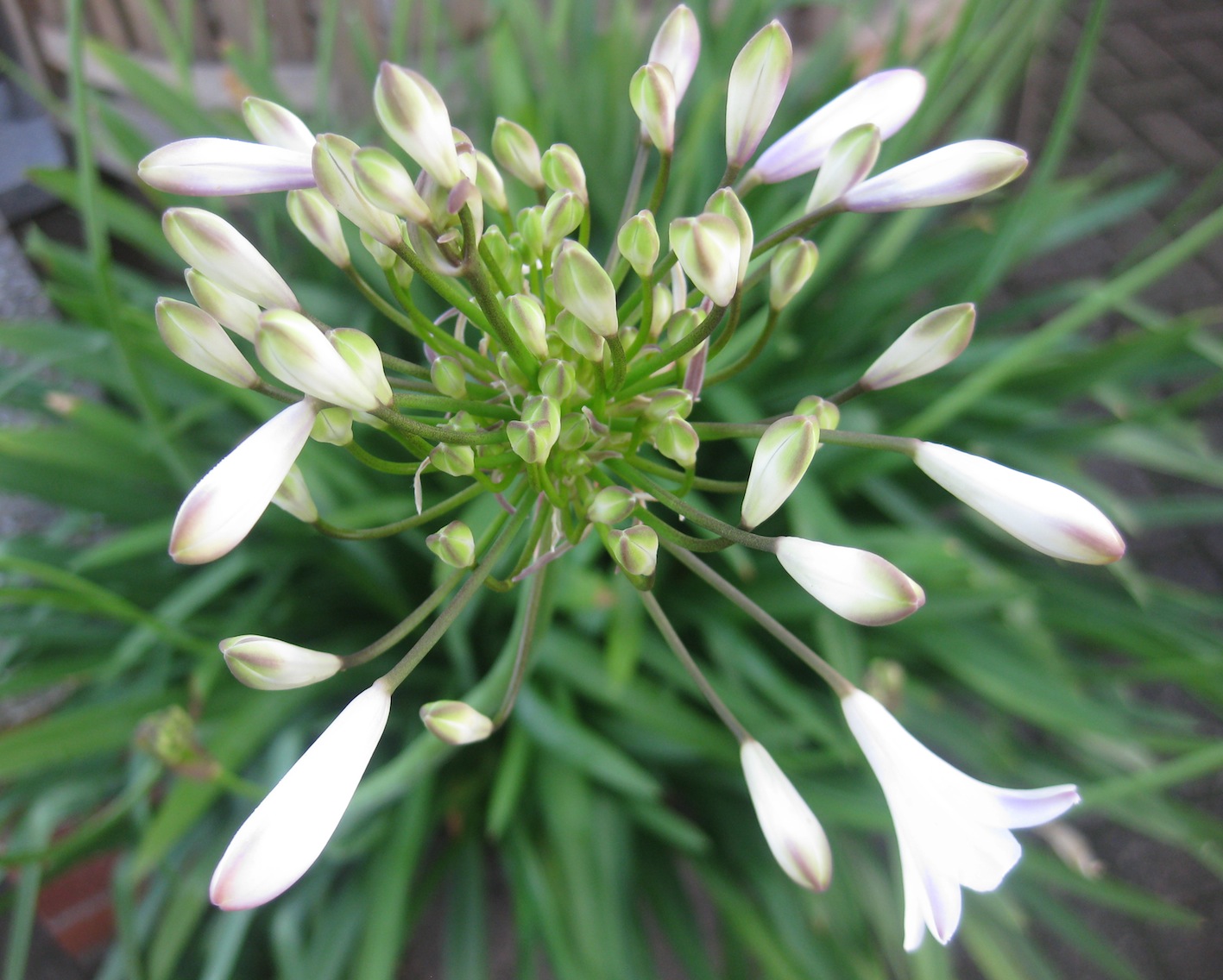 Evergreen Shrubs For Clay Soil Uk