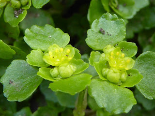 Golden Saxifrage (Chrysosplenium oppositifolium)