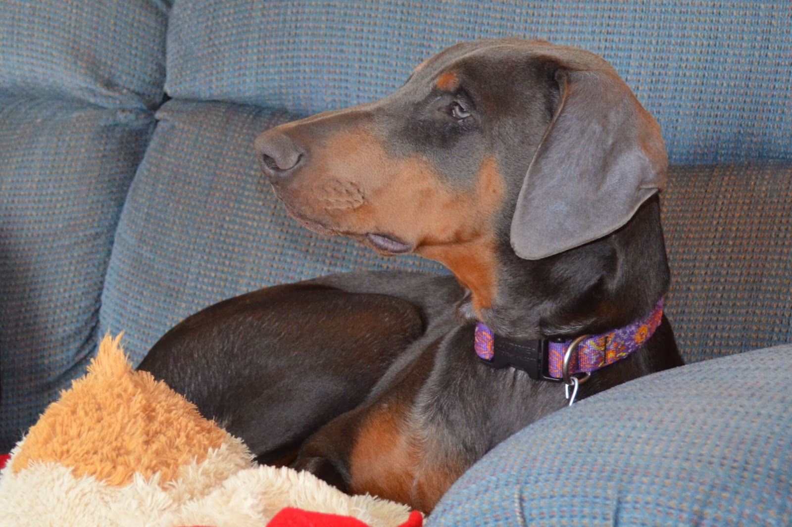 But this TV show is good! Photo by Trisha Field