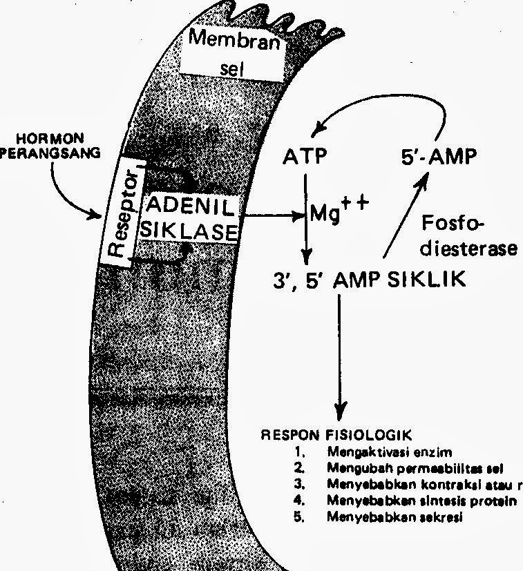Mekanisme kerja hormon | ScienceAndri