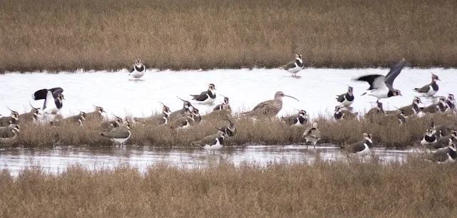 Lapwings at the Harper's Island Wetland Centre in Cork a good stopping point on a road trip between Dublin and Kinsale