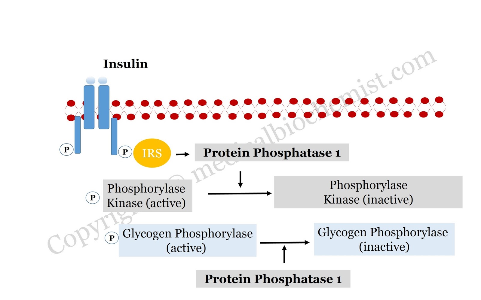 Glycogen synthesis and Breakdown Pathway Biochemistry, Microbiology