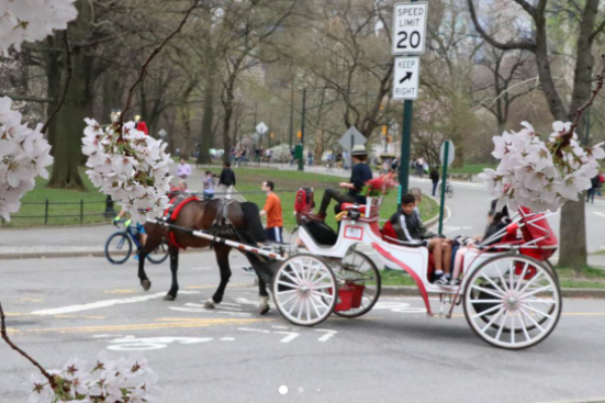 PRIVATE CARRIAGE TOUR CENTRAL PARK NYC