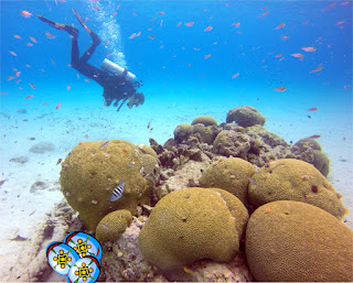 World class shore diving