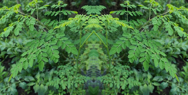 Benefits Of Drinking Moringa Every Day Benefits Of Drinking Moringa Every Day