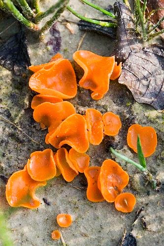 Aleuria aurantia. The Orange Peel Fungus is a widespread ascomycete fungus in the order Pezizales. The brilliant orange, cup-shaped ascocarps often resemble orange peels strewn on the ground, giving this species its common name. 