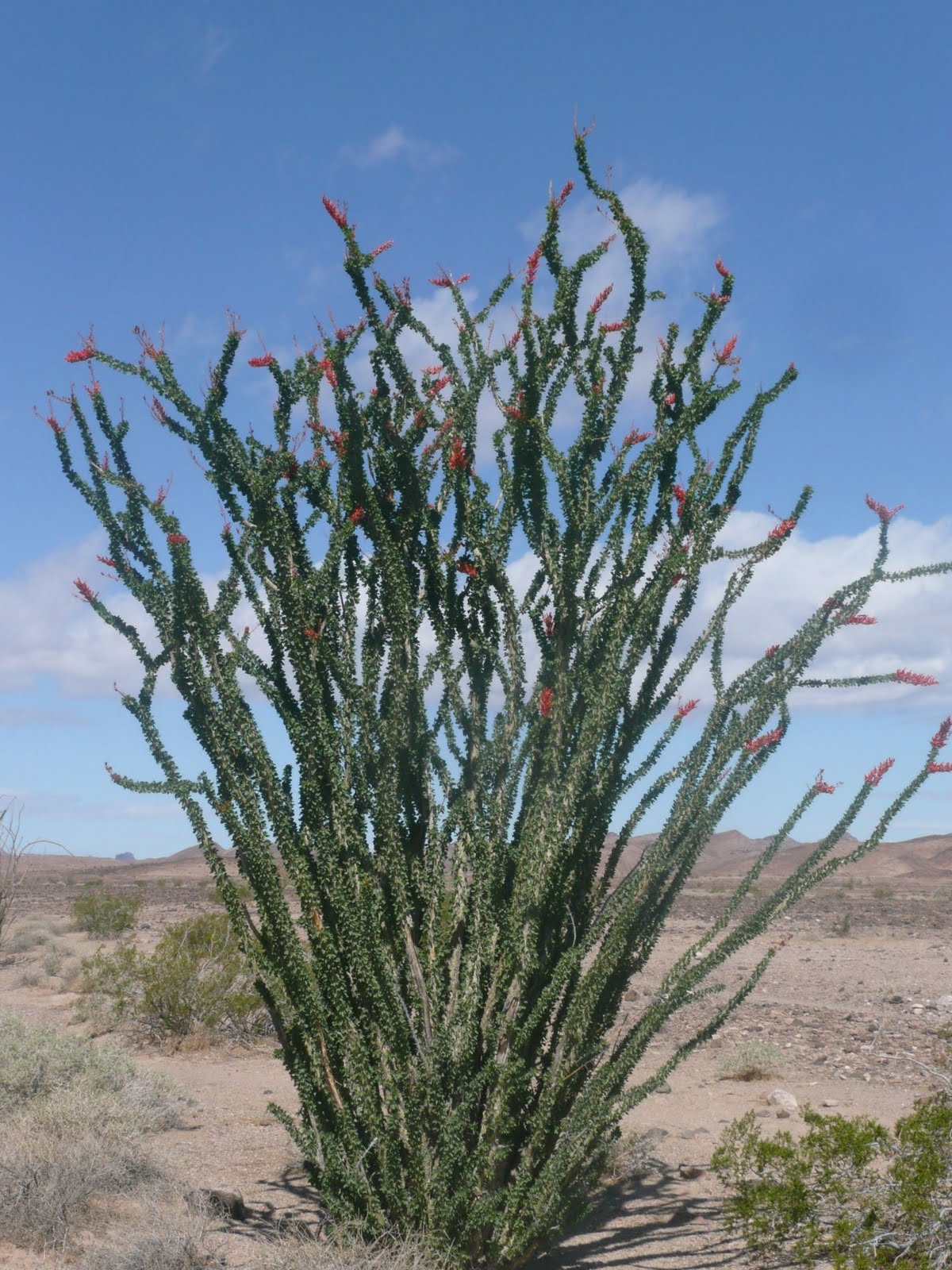 Most Common Desert Plants