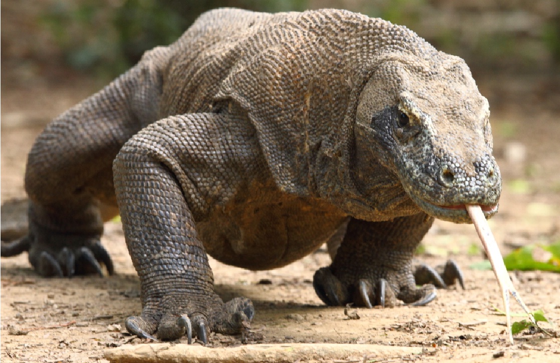 Lima Hewan Terancam Punah Di Indonesia Yang Takkan Kamu Lihat Di Negara