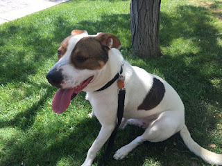 Lucky enjoying a nice day outside Lucky enjoying a nice day outside