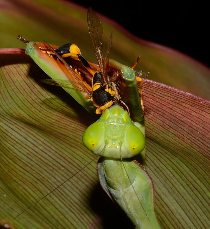 Giant Mantid Consuming A Large Wasp