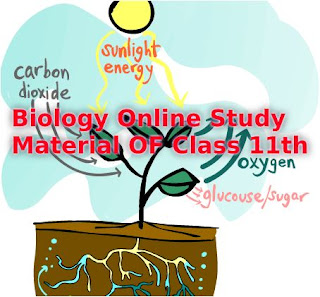 Biology Online Study Material of 11th class