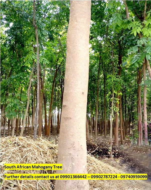 AFRICAN MAHOGANY AFRICAN MAHOGANY