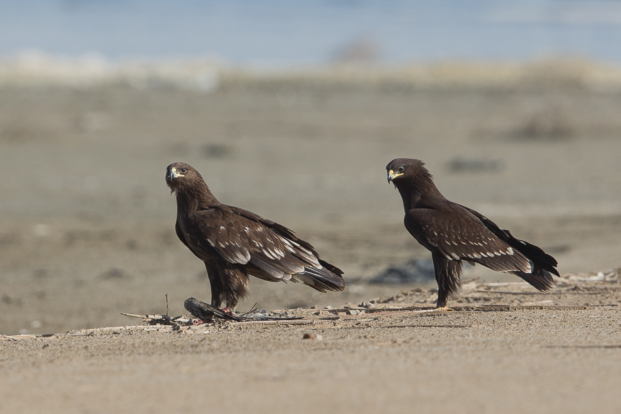 Greater Spotted Eagles