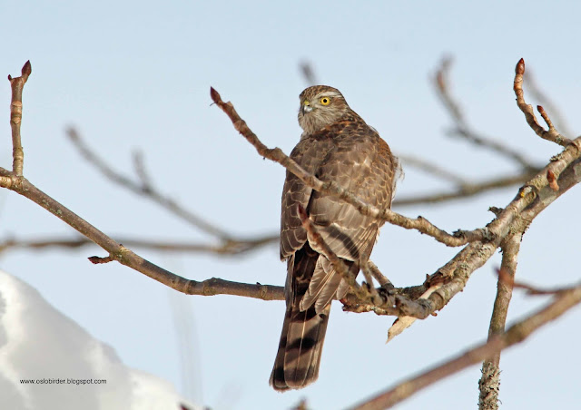 Sparrowhawk sparrowhawk%2BIMG 3282%2Bcopy