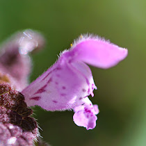 http://wild-flowers-of-europe.blogspot.nl/2015/04/lamium-purpureum.html