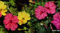 The Four O'clock Flower Is An Example Of Incomplete Dominance