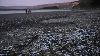 4 toneladas de sardinas muertas 