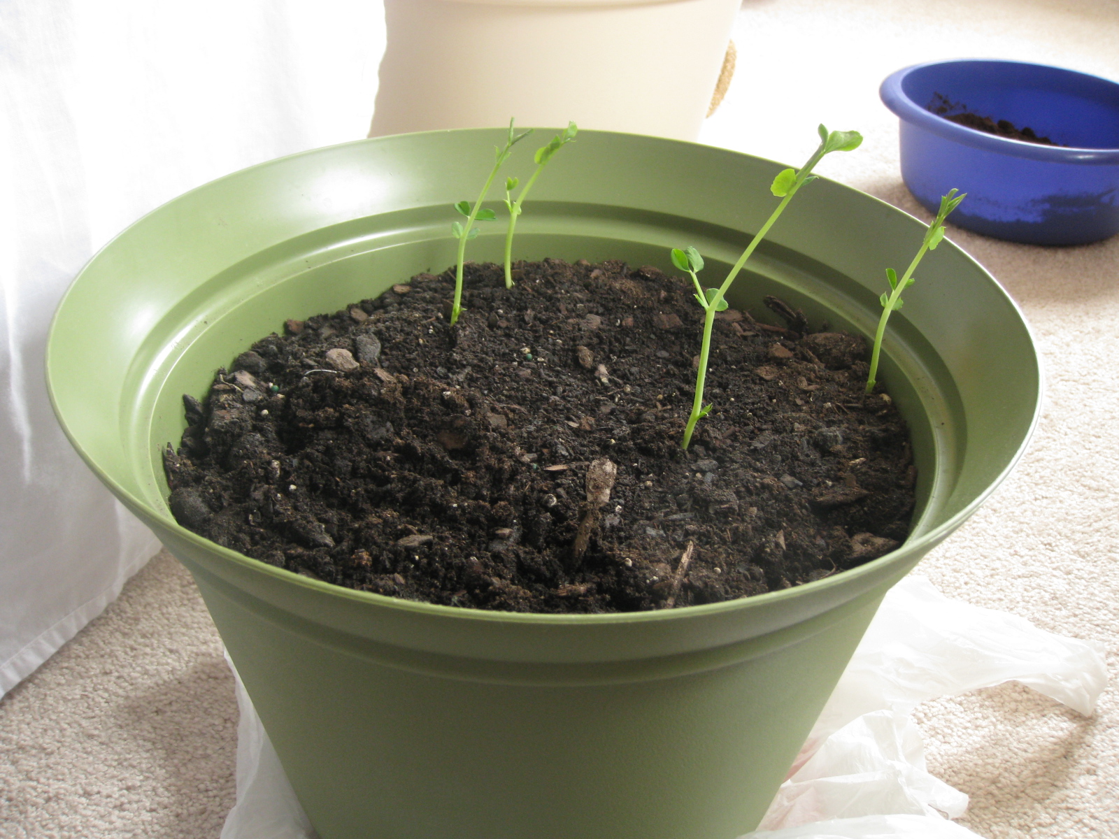 Charm city balcony garden Peas doing well, and gardening on a budget