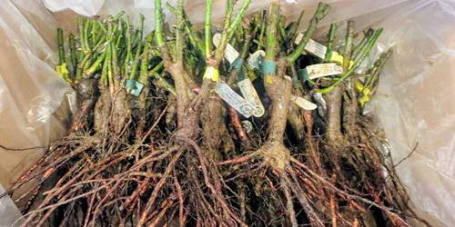 Akar bunga mawar obat keputihan herbal