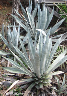 agaves agaves
