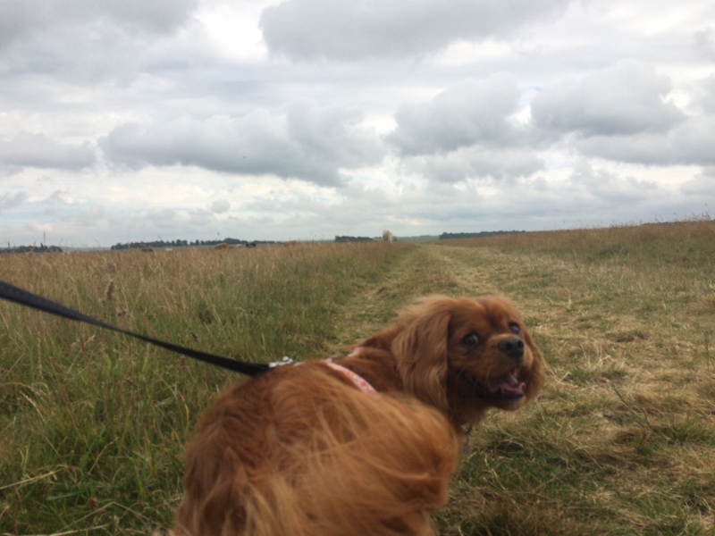 Walking on Salisbury Plain