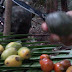 Frutos da Amazônia