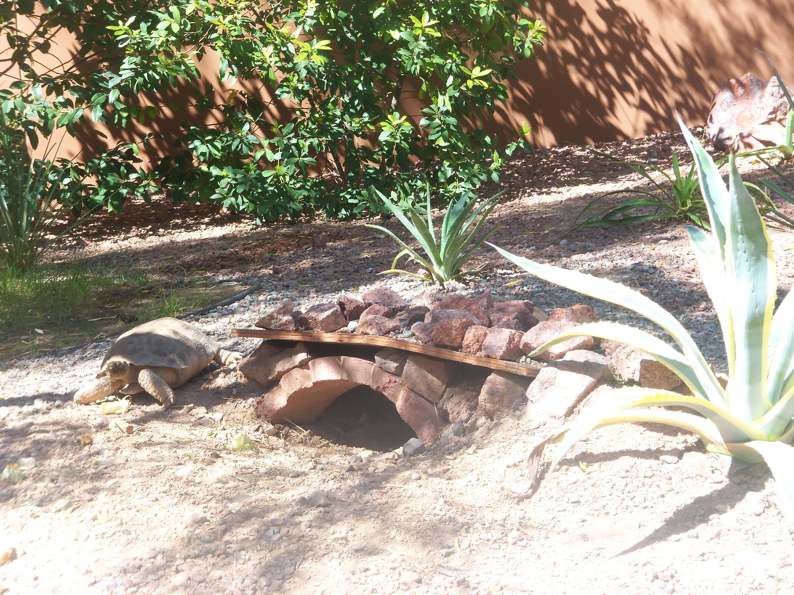 What will the day bring... Lake Las Vegas Paddle Boats and beach