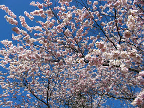 Japanese Flowering Cherry blooms Prunus Accolade at Mount Pleasant Cemetery by garden muses--not another Toronto gardening blog