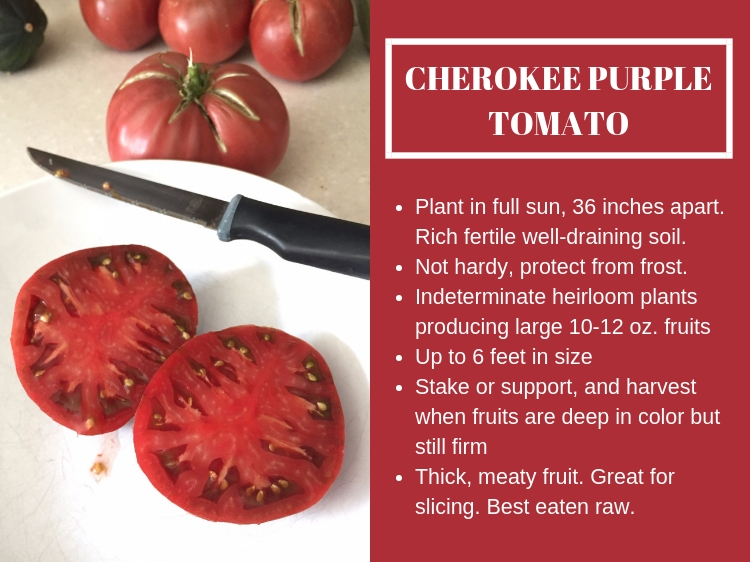 How to Grow Cherokee Purple Tomatoes // www.thejoyblog.net