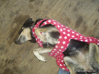 eight acres: sewing dog coats