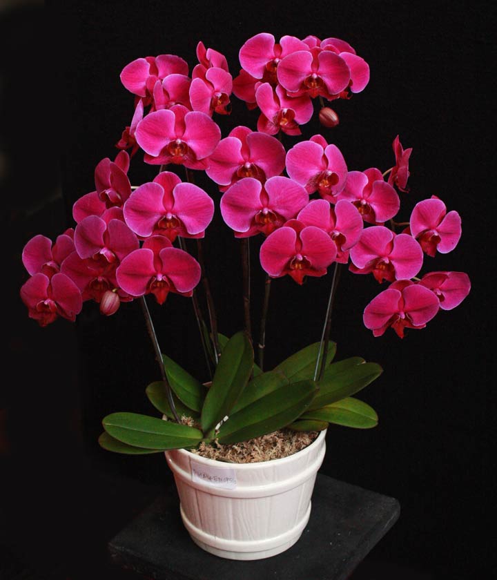Toko Bunga Mawar Jakarta Barat Online Florist Indonesia Toko Bunga Mawar Jakarta Barat Online Florist Indonesia