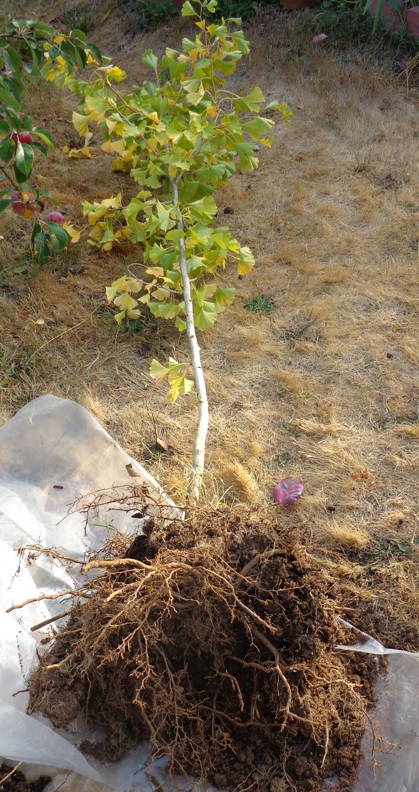 Daniel's Pacific NW Garden Transplanting a SeedGrown Ginkgo Tree