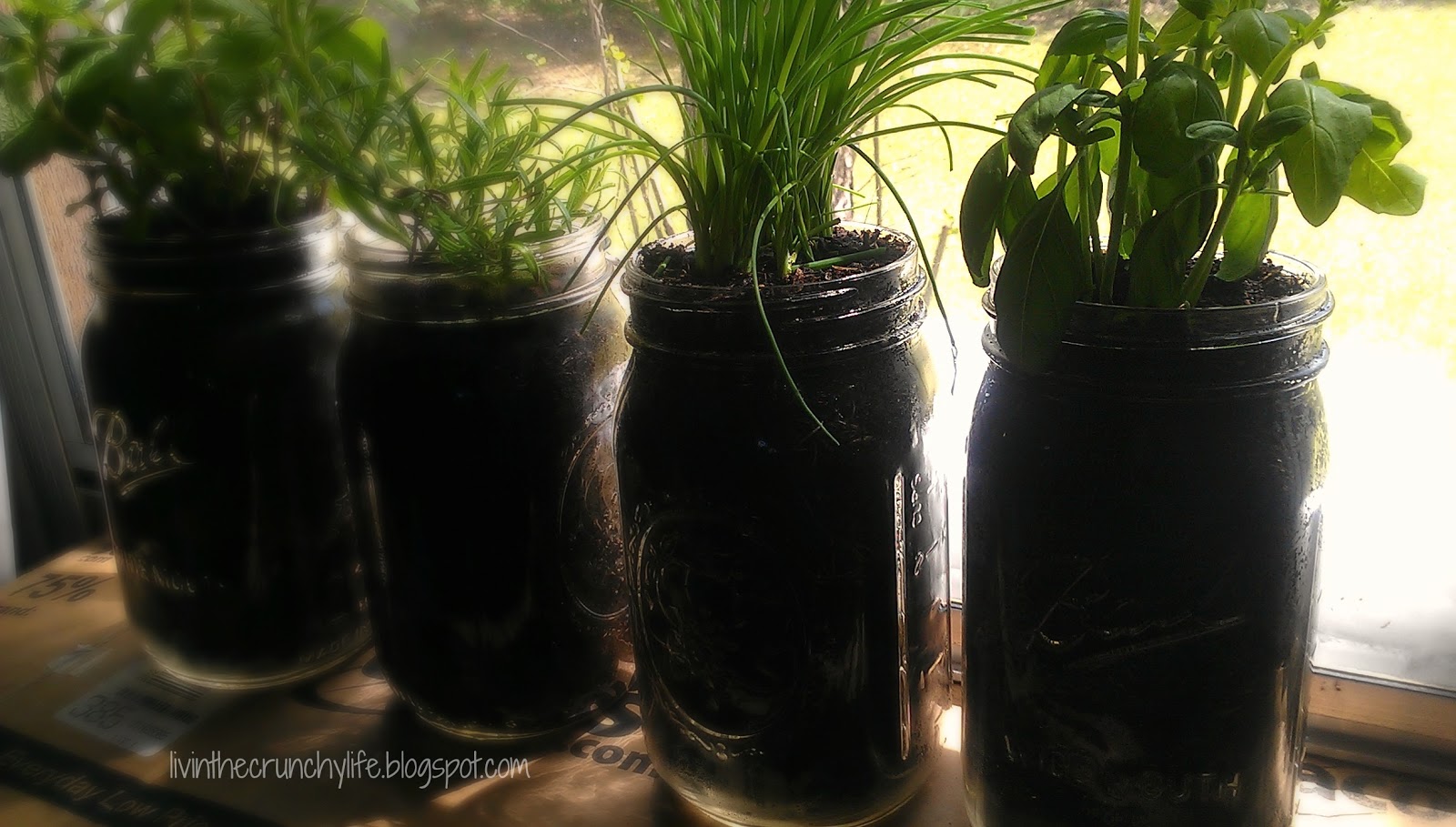 How to Grow Herbs in Mason Jars Livin' the Crunchy Life